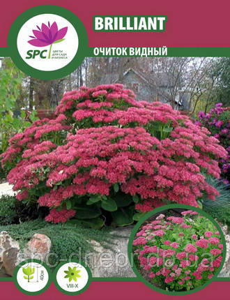 Очіток Brilliant, фото 1
