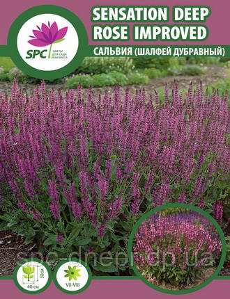 Сальвія (шалфей дуланий) Deep Rose Improved