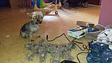 Німецька машинка для стриження собак і кішок Balou, фото 4