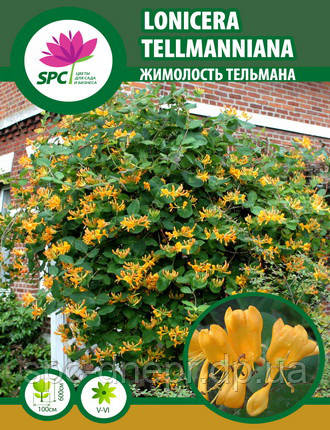 Жимолость Tellmanniana