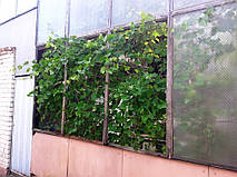 Так было до установки плёнки