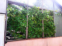 Решили установить плёнку на окна вместо стёкол