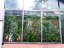 Так выглядят окна теплицы после монтажа плёнки