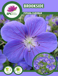 Герань садова Brookside