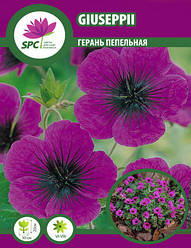 Герань садова Giuseppi