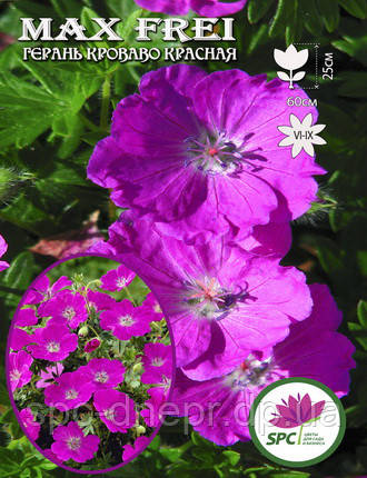 Герань садова Max Frei