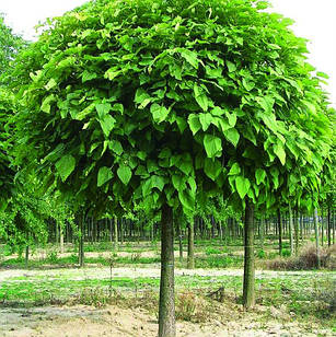 Саджанці Катальпи бігнонієвидної Нана (Catalpa bignonioides Nana)