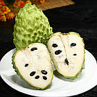 Саджанці аннона або черимойя (Annona cherimola) Р9, фото 3