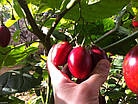 Саджанці Тамарило або Томатне дерево (Solanum betaceum) Р9, фото 3