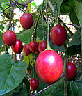 Саджанці Тамарило або Томатне дерево (Solanum betaceum) Р9, фото 4