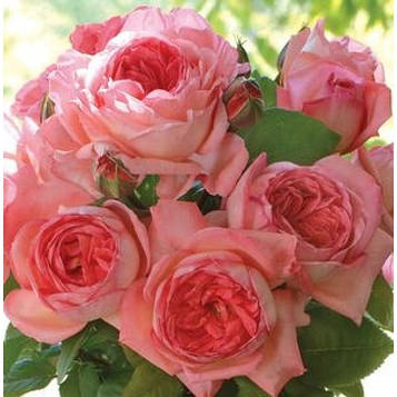 Троянда ч/г Лів Тайлер