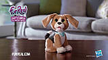 Зворотний цуценя Чарлі FurReal Friends англійською мовою/FurReal Chatty Charlie the Barkin' Beagle, фото 4