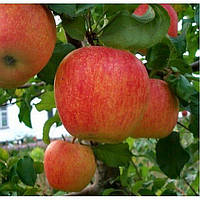Саджанці яблуні ПІНОВА (дворічні) зимового терміну дозрівання