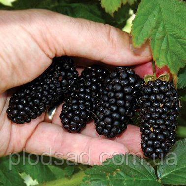 Ожина Смутстем