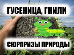Оглядаємо посіви сівалкою John Deere 7200.
