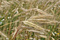 Семена ржи (жито) озимой Интенсивне 95