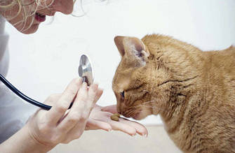 Лікувальний сухий корм для кішок