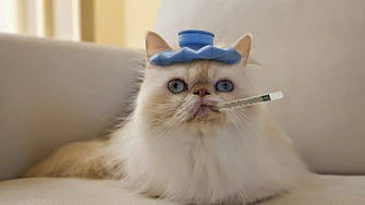 Лечебный влажный корм и консервы для кошек