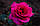 Саджанці троянд Jorianda (Джоріанда, Джорианда Yuliandra, Юліандра, Юлиандра), фото 2