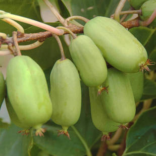 Саджанці актинідії (ківі) аргута Джамбо (Jumbo) - жіночий сорт, крупноплідна, морозостійка С1.5