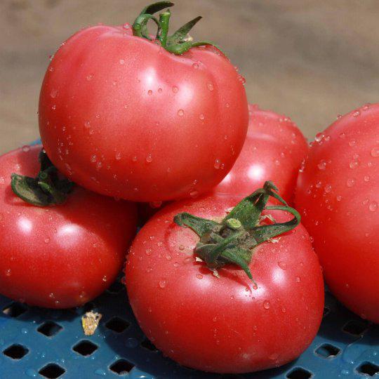 Насіння томату Грифон F1 (500 сем.)
