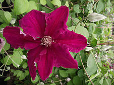 Клематис Ernest Markham (Ернест Маркхем), фото 3