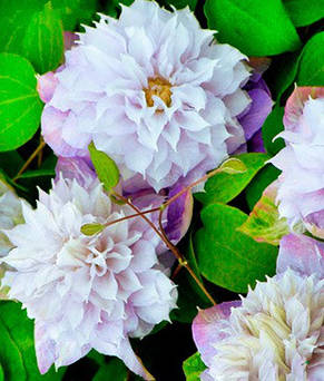 Клематис Veronika Choice, фото 2