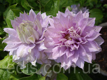 Клематис Belle of Working (Бель оф Вокін), фото 2