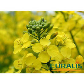Євраліс семанс / Еuralis semences Франція