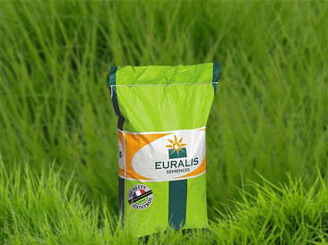 Насіння озимого ріпака ЄС Алонсо, Евраліс Франція / Насіння озимого Рапаса ЄС Алонсо, Ранній