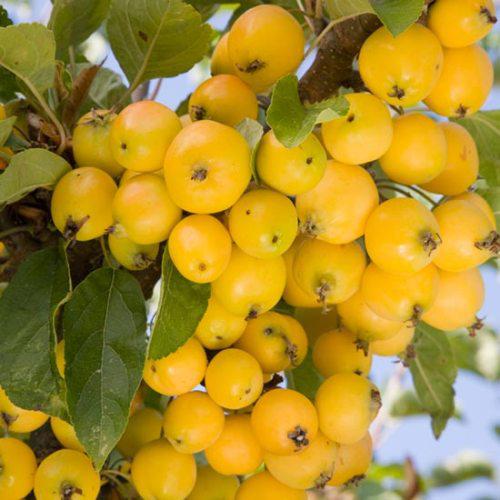 Саджанці Яблуні Райська Жовта - Malus Yellow paradise