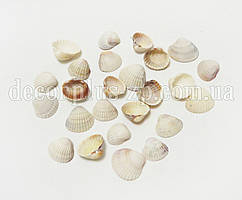 Мушля дрібна для декору (100г)