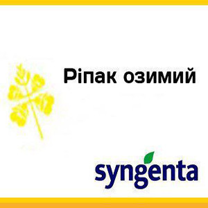 Насіння ріпаку, Сингента, НК Технік
