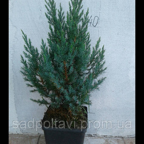 Саджанці ялівець Стрікта (Juniperus Stricta) у конт. 2л трирічний, фото 2