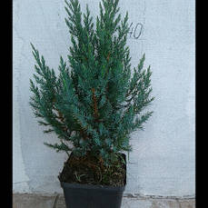 Саджанці ялівцю Стррикта (Juniperus Stricta) у конт. 2л трирічний