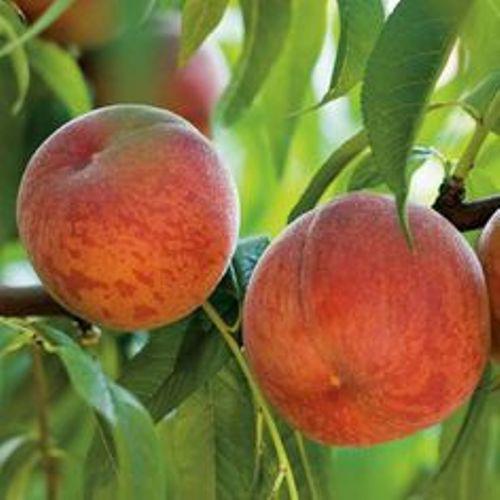 Саджанці Персика Флемінг Ф'юрі PF-24007 - пізній, великоплідний, урожайний, фото 1