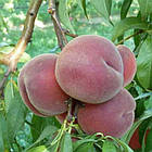 Саджанці Персика Роял Джим - пізній, великоплідний, урожайний, фото 2