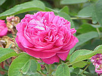 Гідролат дамаської троянди Rose Damascena, фото 4