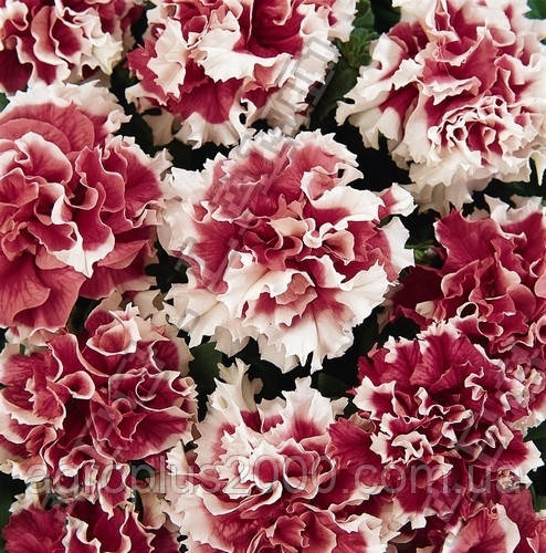 Насіння Петунія гібридне махрове Пірует червона F1, 50 насіння Cerny