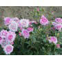 Саджанці спрей троянди Лаванда (Lavanda), фото 4