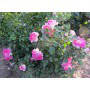 Саджанці спрей троянди Регенсберг (Regensberg), фото 3