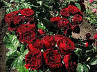 Саджанці спрей троянди Лаваглут (Lavaglut), фото 3