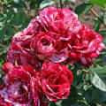Саджанці спрей троянди Арроу Фолієс (Arrow Follies), фото 3
