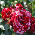 Саджанці спрей троянди Арроу Фолієс (Arrow Follies), фото 2
