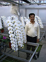 Орхідея, сорт Sogo Yukidian V3 - горщик 2.5, без квітів