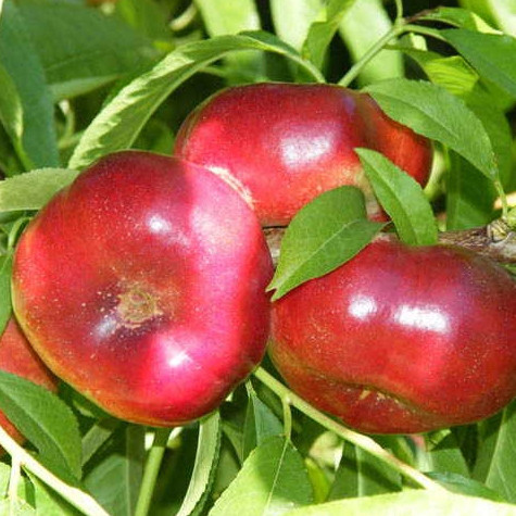 Саджанці Нектарина Донат (Donut) - інжирний, середній, великоплідний, фото 1