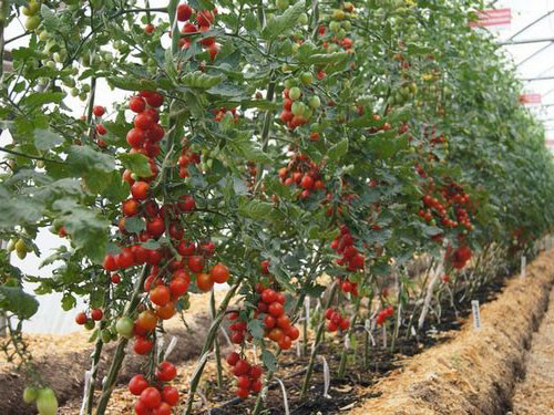 Оптимальний час для завершення поливу помідорів
