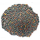 Семена Сурепица (Горлица), сидерат, на развес от 1 кг, фото 3