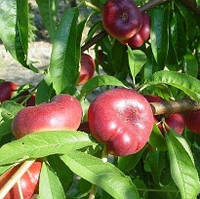 Нектарин інжирний Концетина