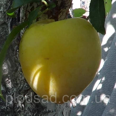 Слива ТоЧеСан